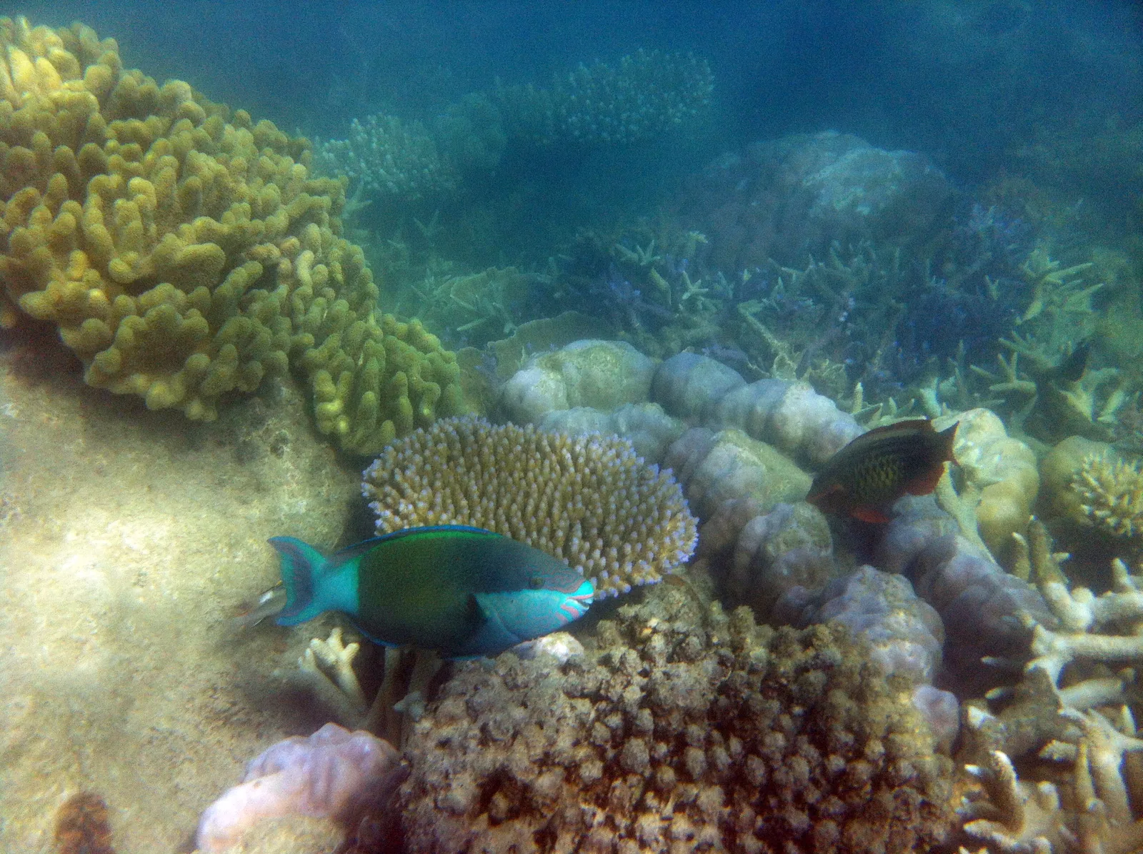A parrotfish among corals on the reef off Hook Island in the Whitsundays on the Great Barrier Reef