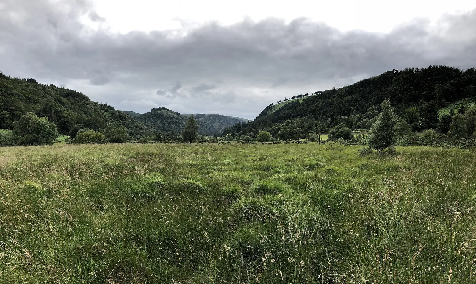 Grassland on an upland plateau in Wicklow Mountains National Park, surrounded by wooded hills