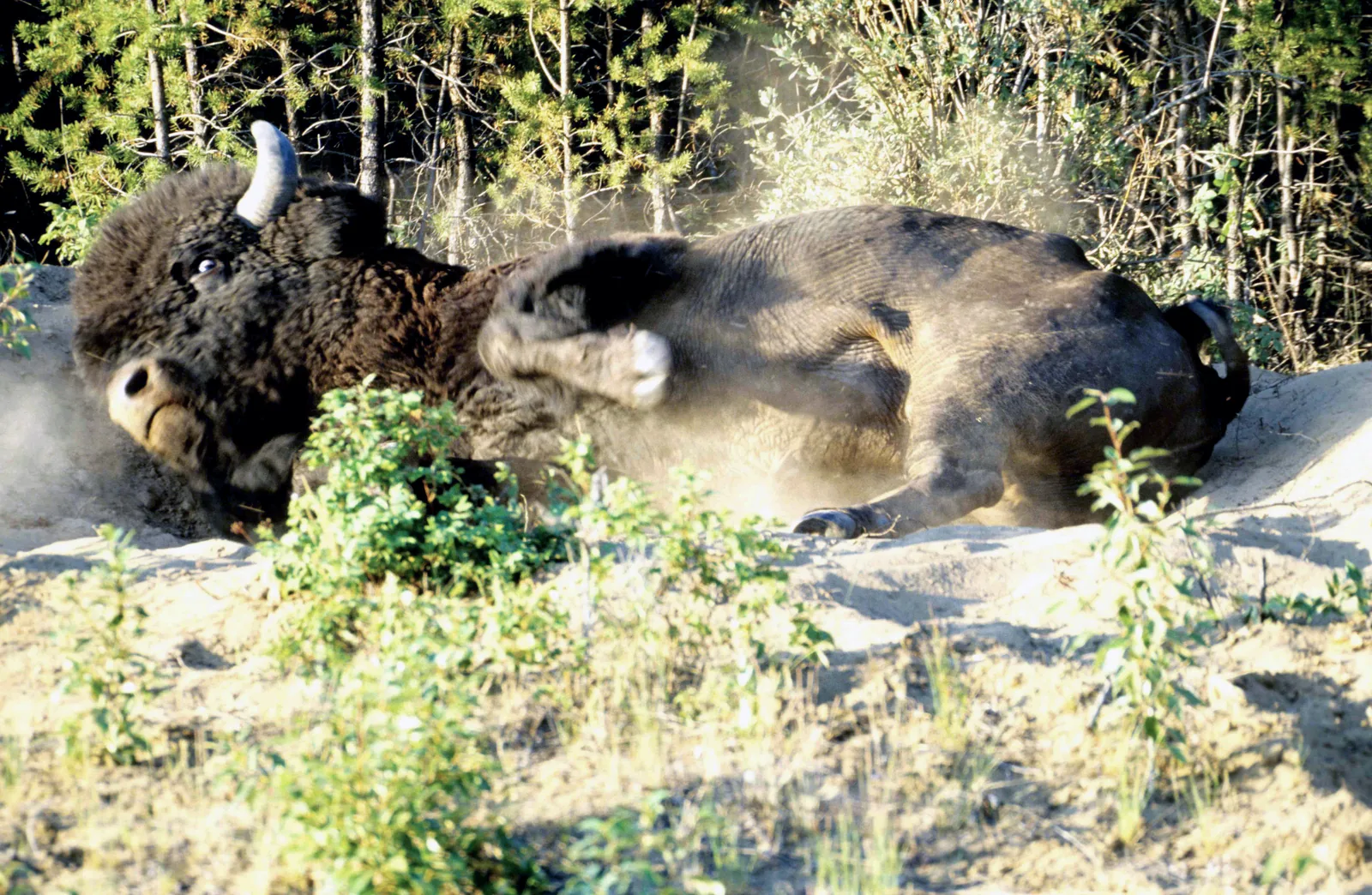 Two wood bison roll in a dusty sand wallow at the forest edge in Wood Buffalo National Park, the dust swirling in the backlight