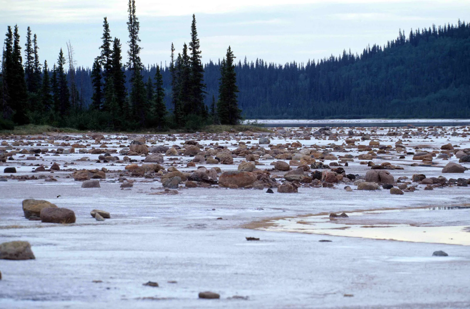 Reddish boulders scattered on a flat, pale salt pan on the shore of Grosbeak Lake in Wood Buffalo National Park, with a fringe of slender spruce and forested hills behind