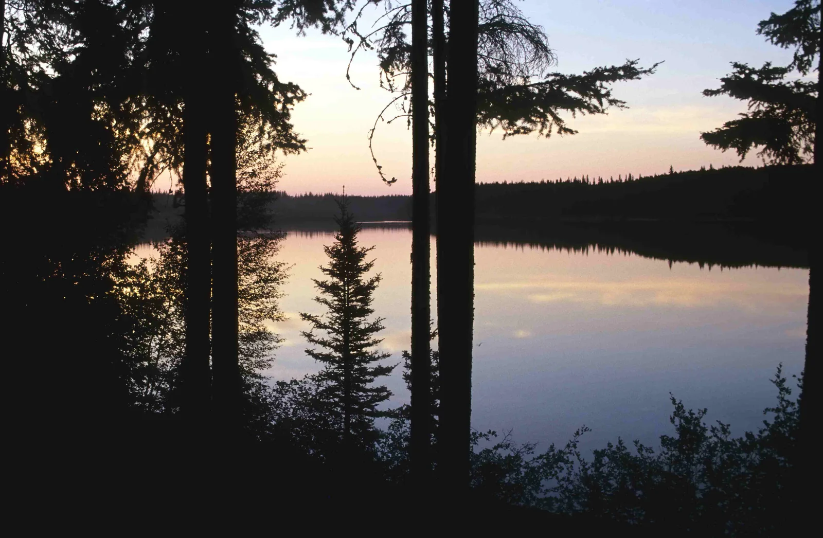 Pine Lake in Wood Buffalo National Park at dusk, silhouetted spruce trunks in the foreground, a pink sky reflected on the smooth water