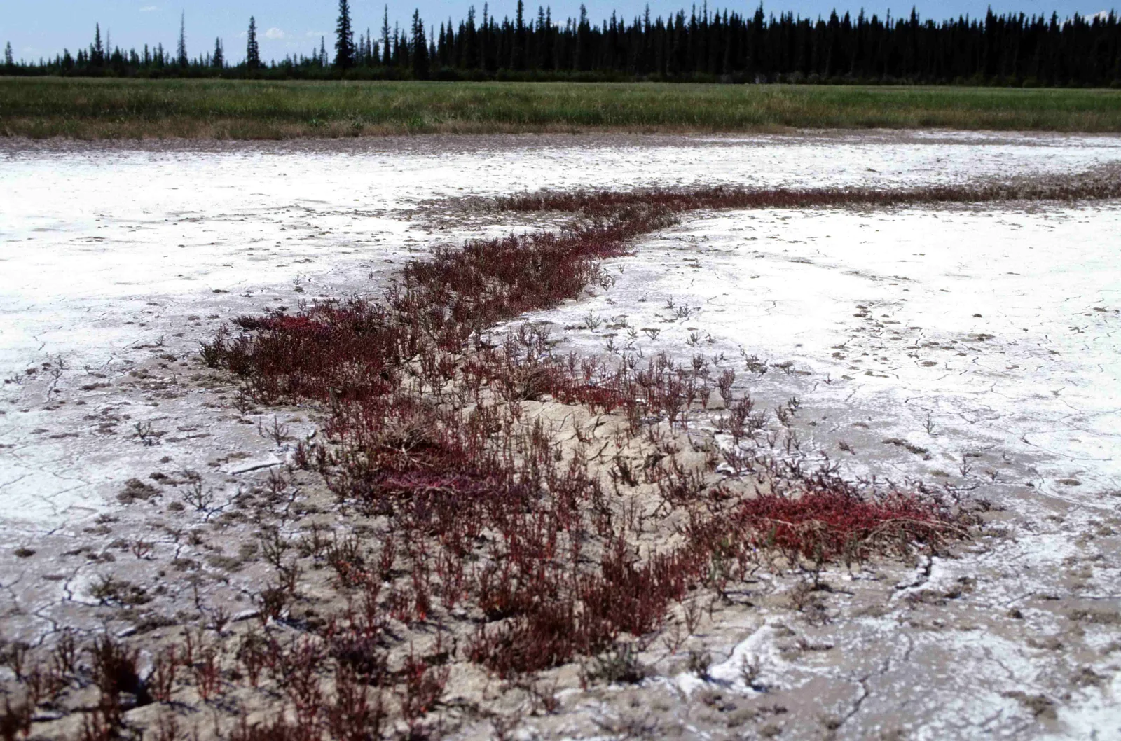 A white, cracked salt crust on the Salt Plains in Wood Buffalo National Park, crossed by a strip of red glasswort, with a flat belt of grass and dark spruce forest behind