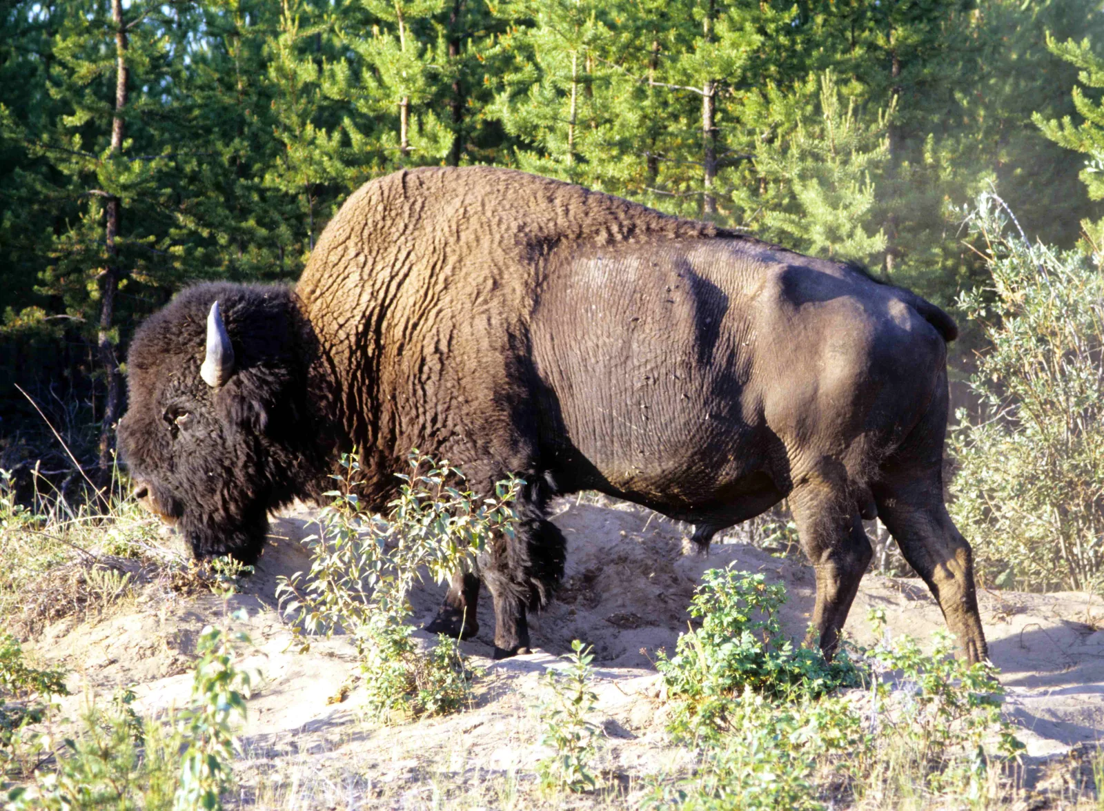 A wood bison in Wood Buffalo National Park with a thick mane stands on a sandy clearing between young pines and shrubs, lowering its head to the ground