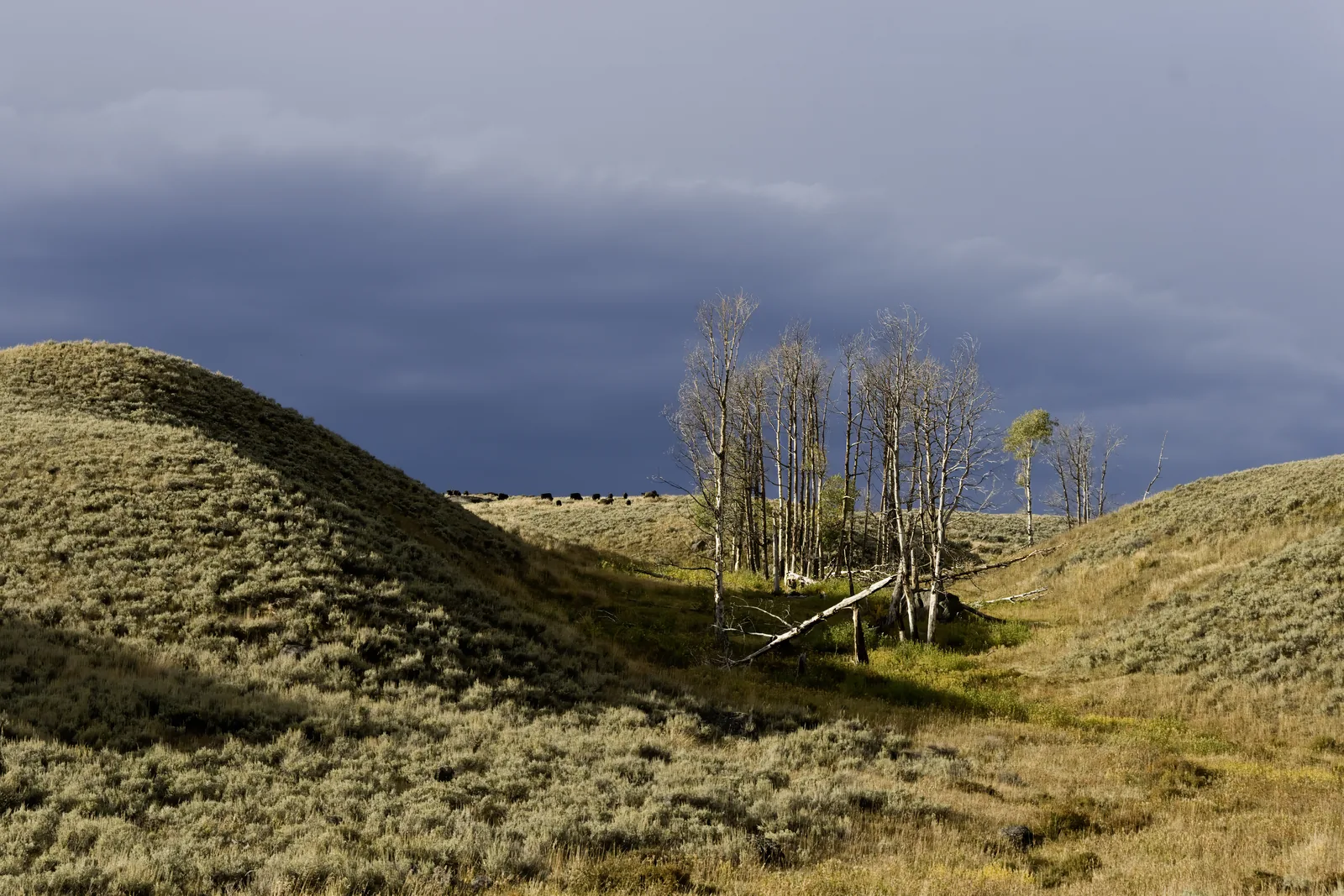 A bison herd stands in wide grassland in Yellowstone National Park, wooded hills and towering storm clouds behind.
