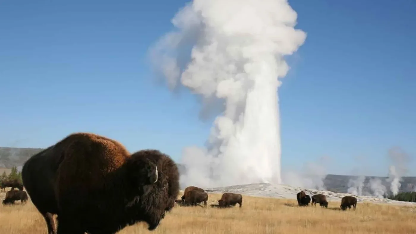 Offer photo: Full-Day Yellowstone National Park Tour from Cody, WY