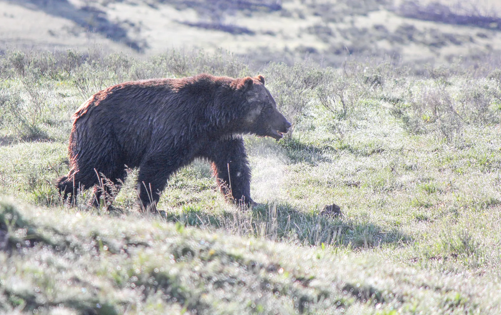 A grizzly bear in Yellowstone National Park with dark, shaggy fur walks through pale grassland against the early morning light.