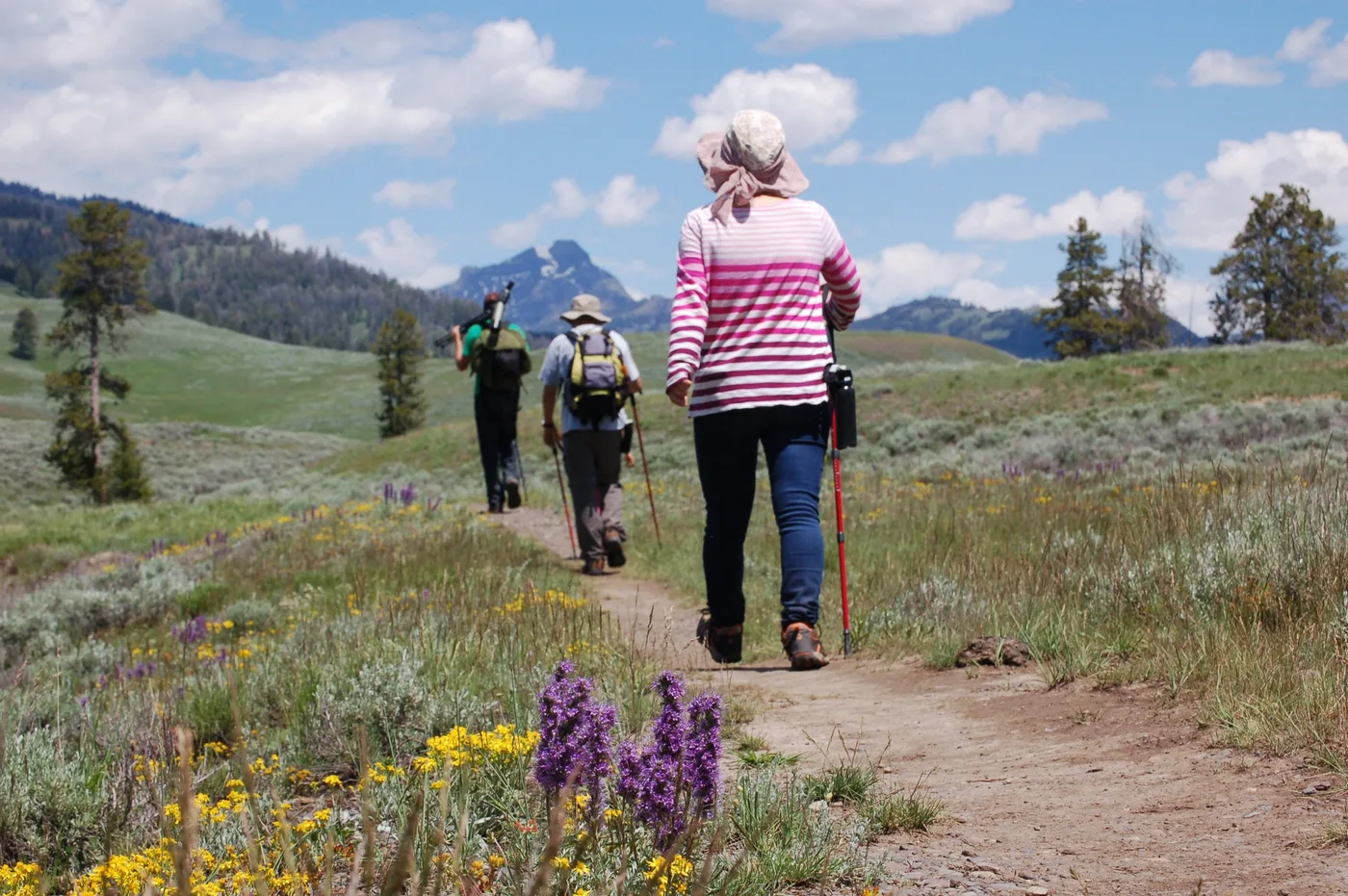 Offer photo: Lamar Valley: Safari Hiking Tour with Lunch