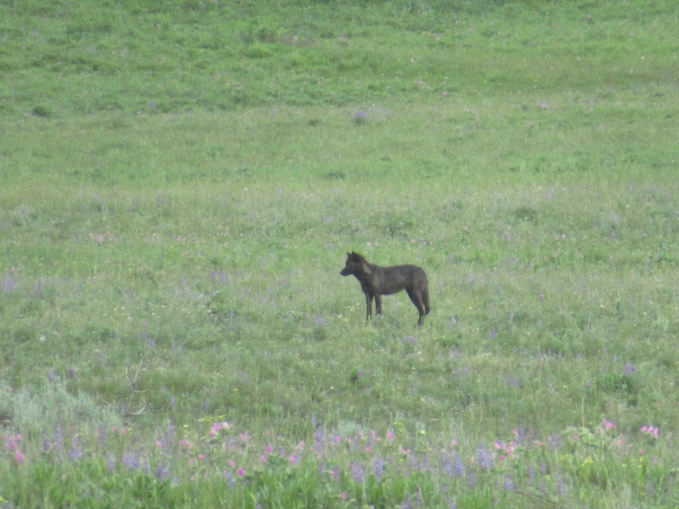 Offer photo: From West Yellowstone: Lamar Valley Wildlife Tour by Van