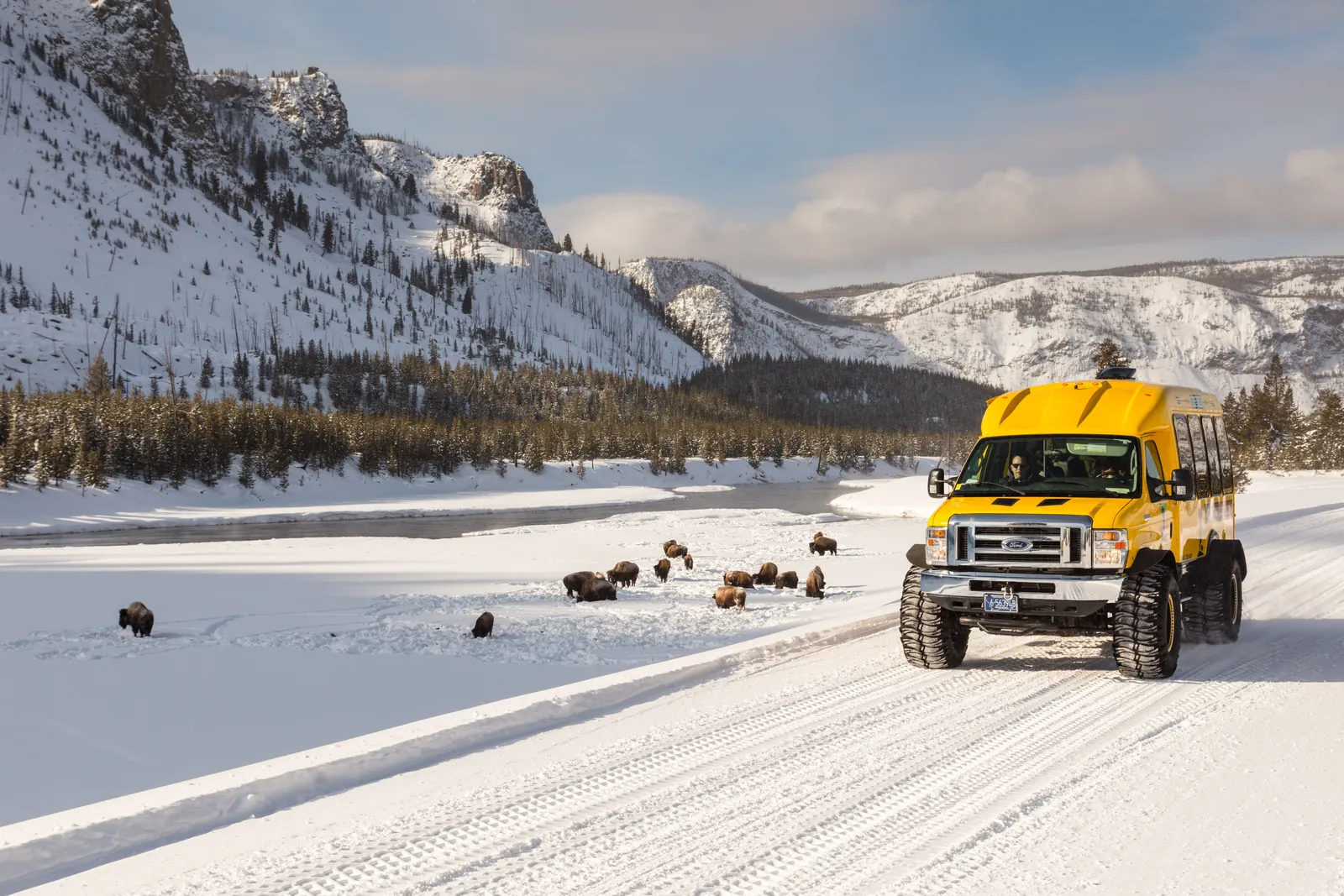 A yellow snowcoach on giant tyres drives through Yellowstone National Park along the snowy road by the Madison River, bison standing in the snow beside it.