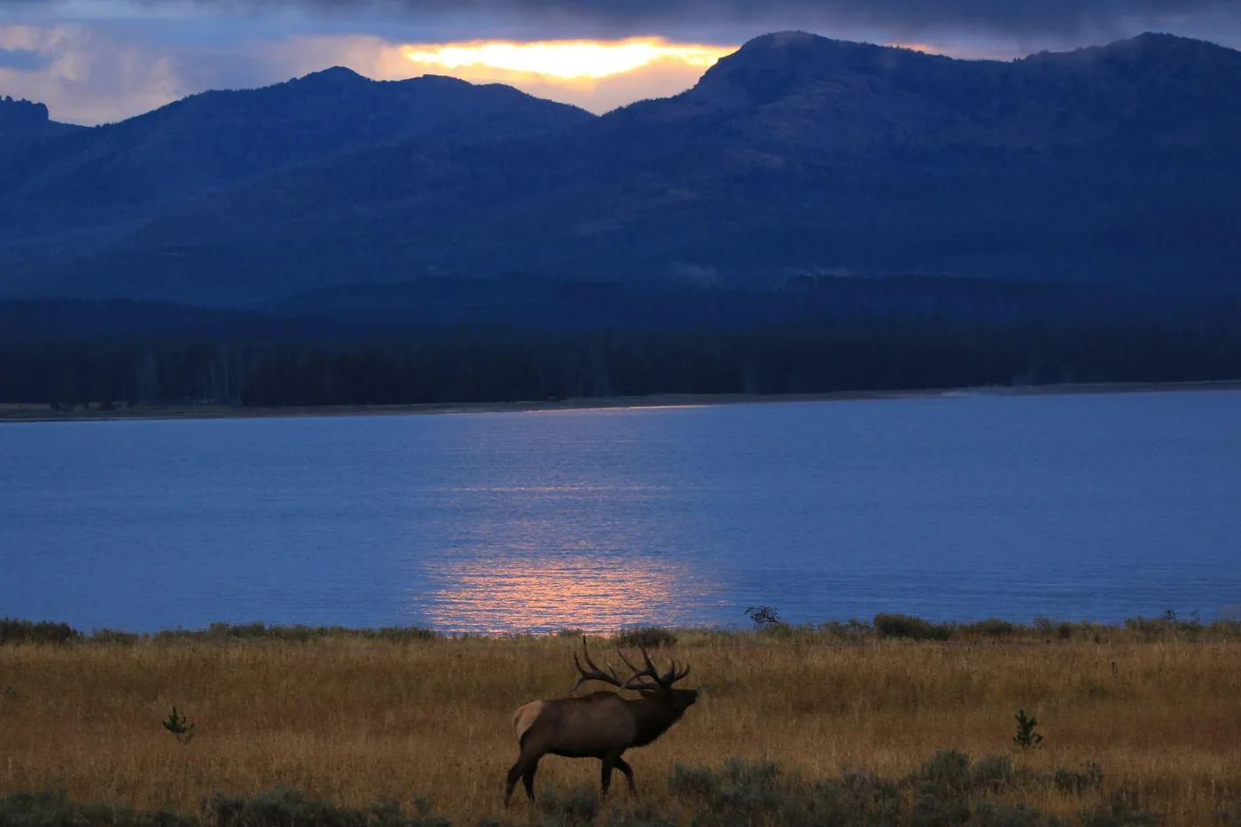 Offer photo: Privately Guided Safari at Sunset from West Yellowstone