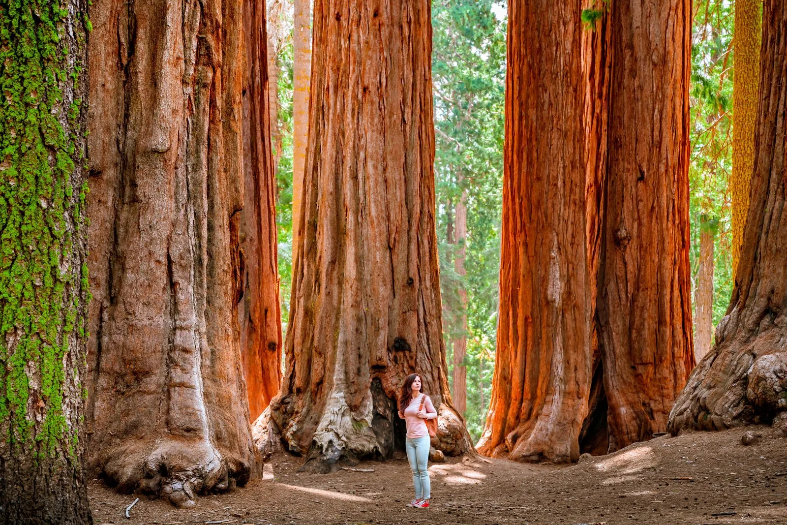 Offer photo: Yosemite day trip with a walk among the giant sequoias