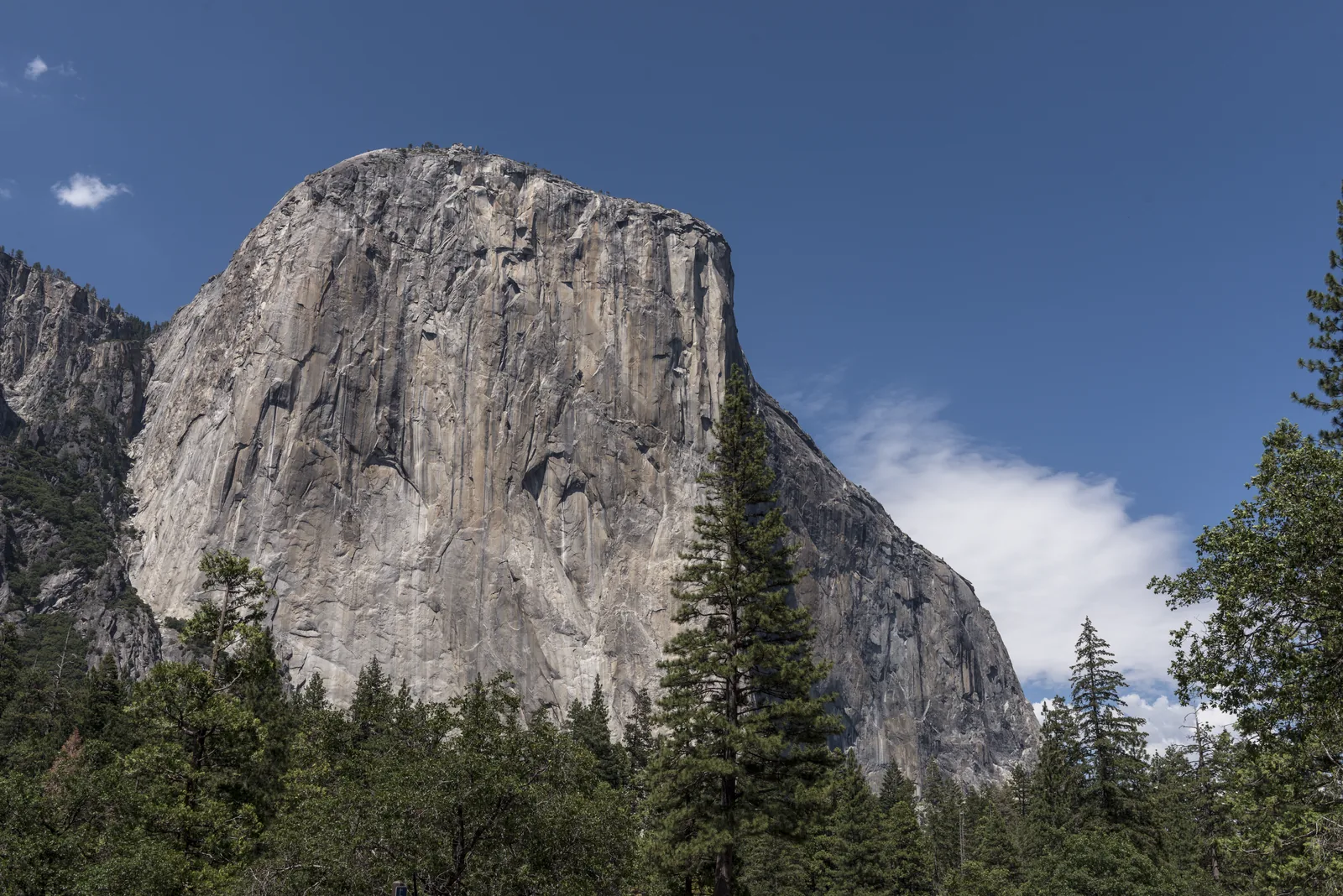 The pale, almost vertical granite wall of El Capitan in Yosemite National Park above dark conifer forest against a blue sky