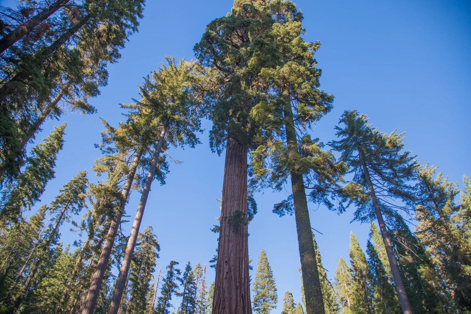 Looking up into the crowns of giant sequoias in the Mariposa Grove in Yosemite National Park, with reddish-brown bark against a blue sky