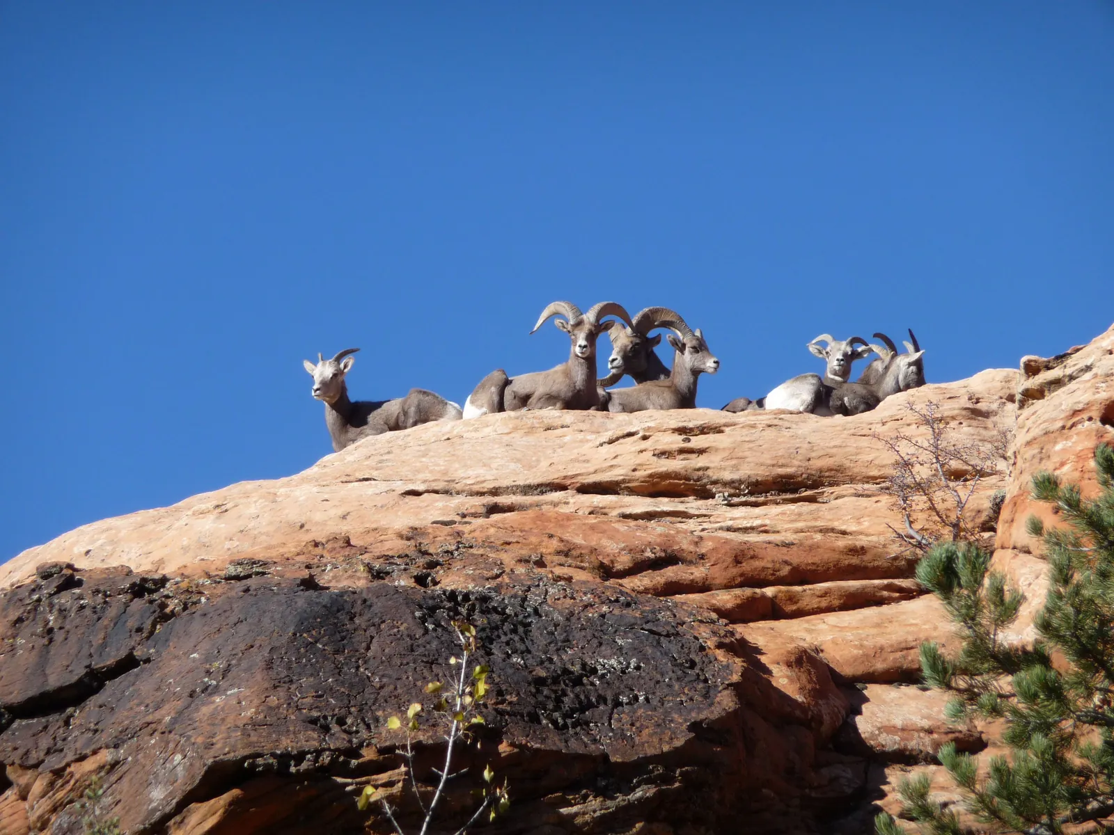 Several desert bighorn sheep in Zion National Park, including rams with curved horns, resting on a reddish sandstone ridge against a deep blue sky.