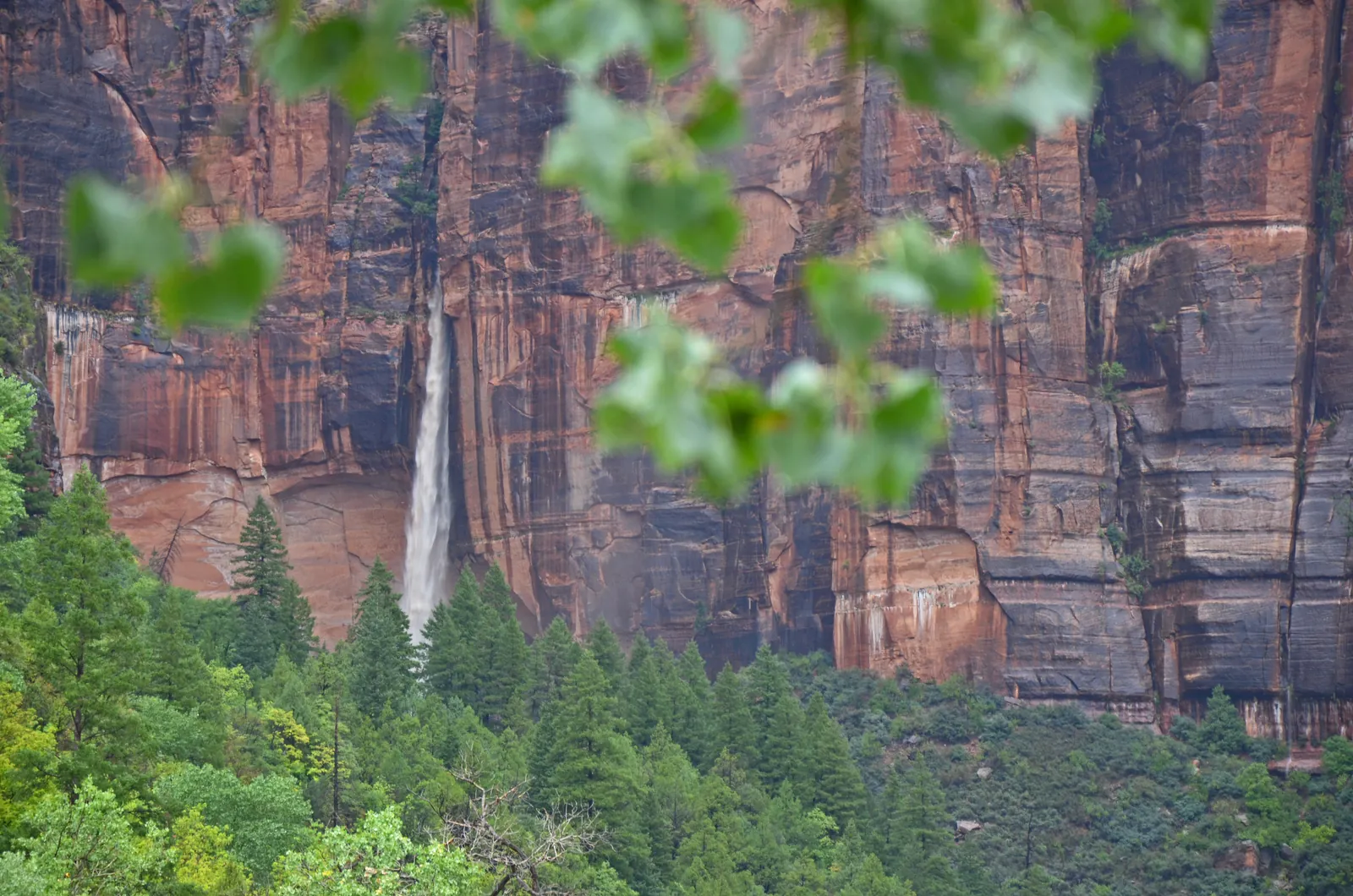 A slender waterfall in Zion National Park pours over a high, red-streaked sandstone wall into the Upper Emerald Pool, with green forest below and leaves in front.