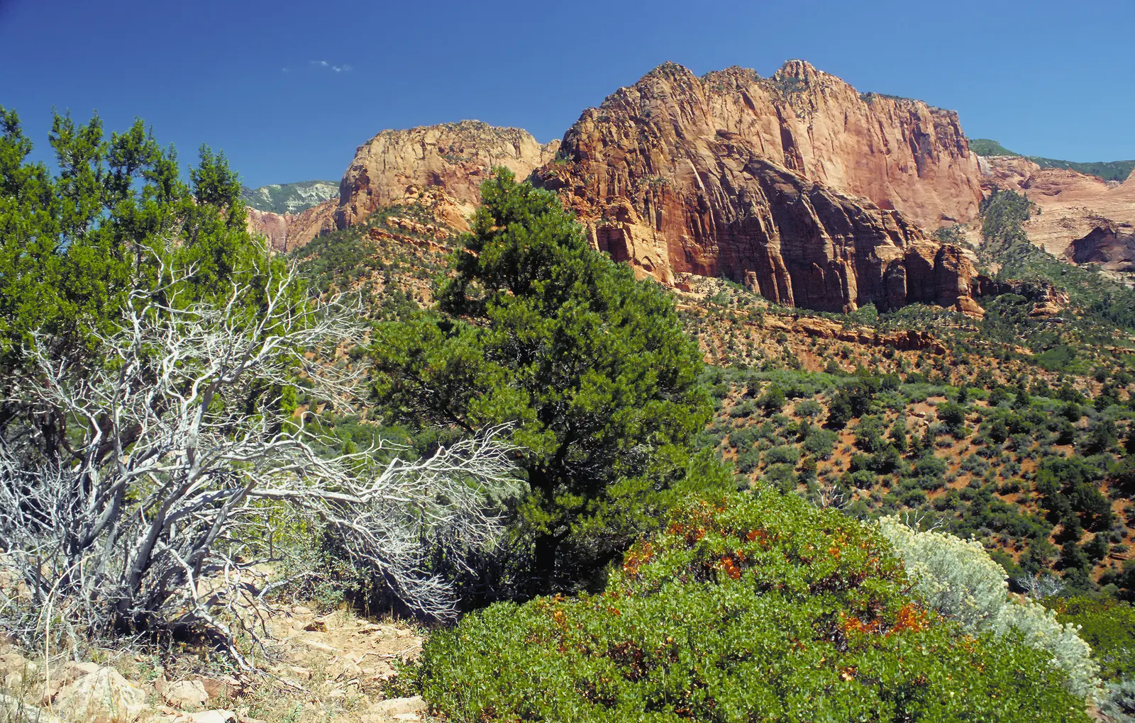 Red sandstone walls of the Kolob Canyons in Zion National Park above vegetated slopes under a deep blue sky.